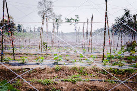 Cultivation of cucumbers in farm, drip irrigation systemの写真素材