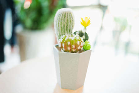 cactus in a white plastic cupの写真素材