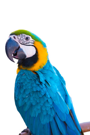 Colorful of Macaw isolated on whiteの写真素材