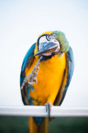 Colorful of Macaw sitting on tree branchの写真素材