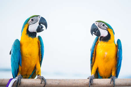 Colorful of Macaw sitting on tree branchの写真素材