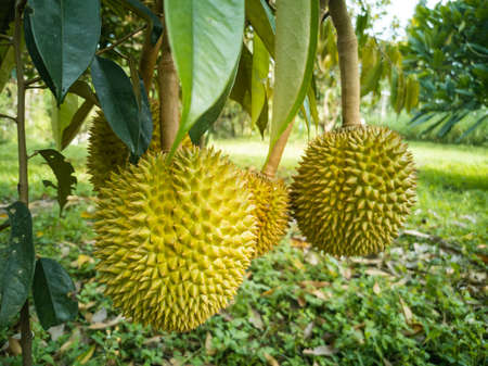 The Durians Hanging on The High Tree in The Gardenの写真素材