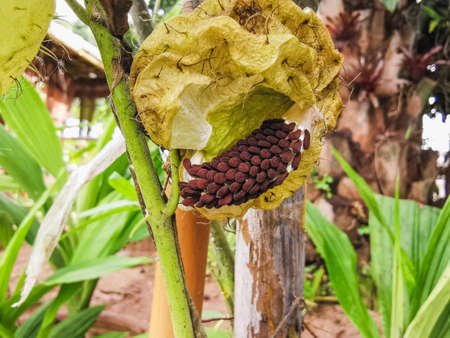 Datura Metel Seeds on plantの写真素材