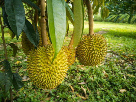 The Durians Hanging on The High Tree in The Gardenの写真素材