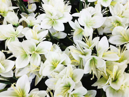 Aritificial white orchid flower backgroundの写真素材