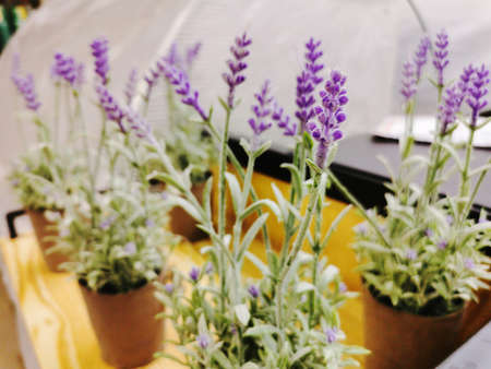 Aritificial Lavender flowers in potの写真素材