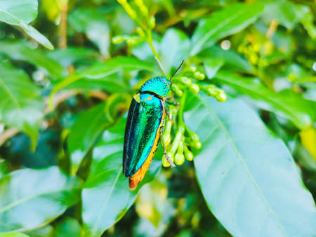 Jewel Beetle on green leafの写真素材