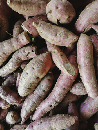 Raw and fresh Purple sweet potato on ground selling in open marketの写真素材