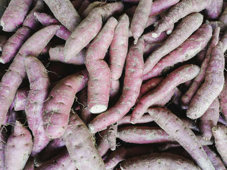 Raw and fresh Purple sweet potato on ground selling in open marketの写真素材