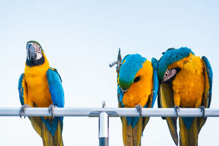 Colorful of Macaw sitting on tree branchの写真素材