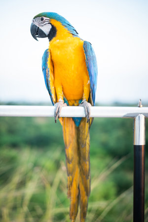 Colorful of Macaw sitting on tree branchの写真素材
