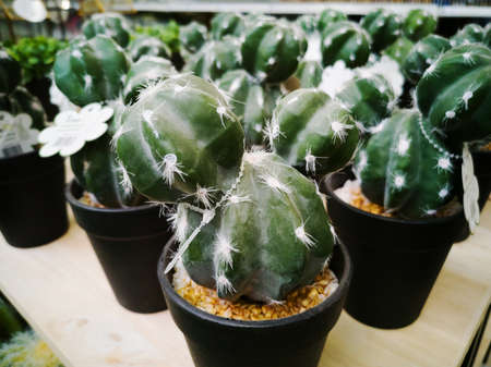 Aritificial cactus in pot on sale in shopping mallの写真素材