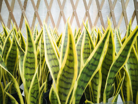 Aritificial Sansevieria plants , snake plantの写真素材