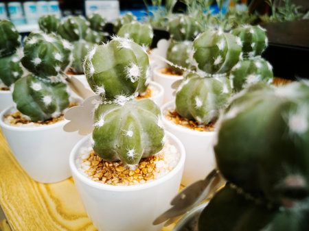 Aritificial cactus in pot on sale in shopping mallの写真素材