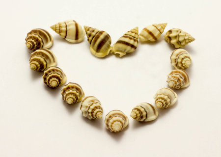 Sea shells on white backgroundの写真素材