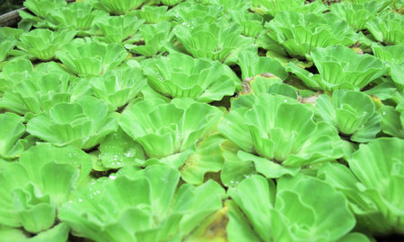 water lettuce for background,Water Cabbage on the waterの写真素材