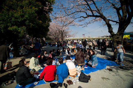 Tokyo, Japan - April 1, 2008: Visitors enjoy their picnic under the Sakura trees (cherry blossoms) in Sumida garden beside Sumida river, Tokyo.のeditorial素材