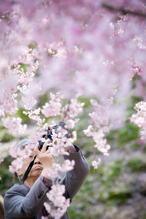Hyogo, Japan - April 5, 2008: An old man taking a photo of Sakura flowers (cherry blossom) at the park of Himeji castle.のeditorial素材