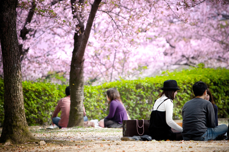 Hyogo, Japan - April 5, 2008: Visitors enjoy their picnic under the Sakura trees (cherry blossoms) at Himeji castle.のeditorial素材