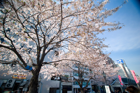 Tokyo, Japan - April 1, 2008: Sakura trees (cherry blossoms) in Sumida garden, Tokyo.のeditorial素材