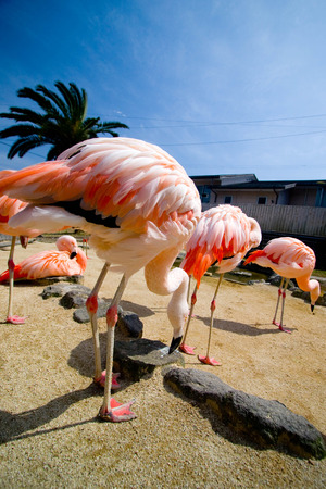 Close up pink flamingos.の写真素材