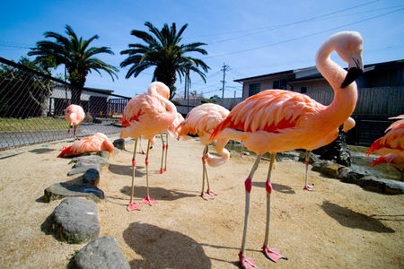 Close up pink flamingos.の写真素材