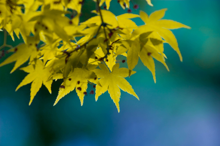 Yellow maple branches with the blue background.の写真素材