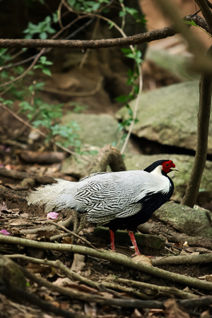 Silver pheasant walking in the forest.の写真素材