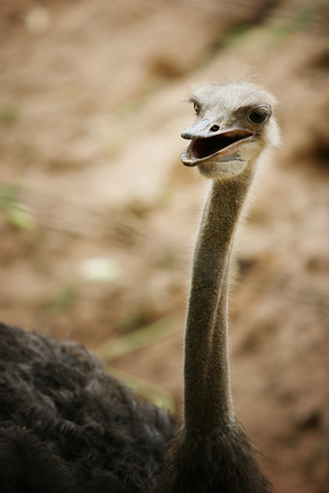 Close up head shot with long neck of the ostrich.の写真素材