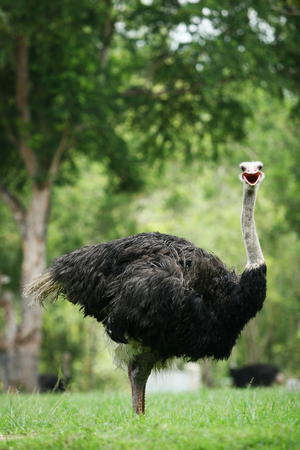 Full body portrait (side view) of ostrich standing on the grass field and looking at the camera.の写真素材