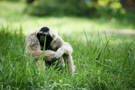 White gibbon sitting on the green grass. Thinking to something.の写真素材