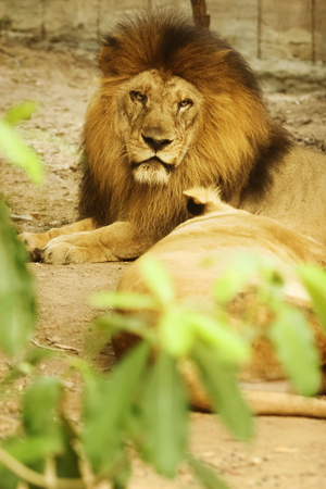 Male lion sitting on the floor.の写真素材