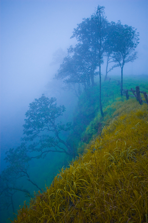 Deep abyss and forest with the fog in the morning.の写真素材