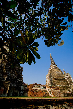 Pagoda of Wat Phra Si Sanphet located in Ayutthaya Historical Park of Thailand. The holiest temple of the old Royal Palace in Ayutthaya period of Siam. Surrounding by Plumeria (Leelawadee) trees.の写真素材