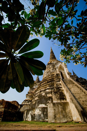 Pagoda of Wat Phra Si Sanphet located in Ayutthaya Historical Park of Thailand. The holiest temple of the old Royal Palace in Ayutthaya period of Siam. Surrounding by Plumeria (Leelawadee) trees.の写真素材