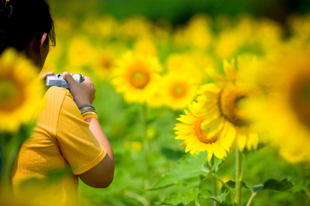 People taking a photo of sunflowers inside the sunflower field.の写真素材
