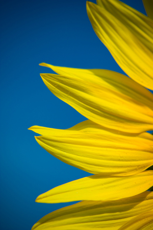 Close up of sunflower petals with blue sky in a sunny day.の写真素材