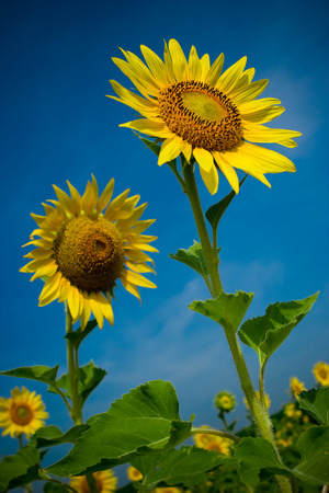 Sunflowers at sunflower field with blue sky in a sunny day.の写真素材