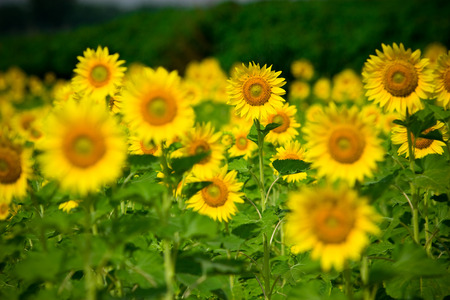 Shallow depth of field selective focus of sunflowers at sunflower field in a sunny day.の写真素材