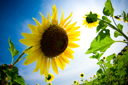 Fisheye view of sunflowers at sunflower field with blue sky in a sunny day.の写真素材