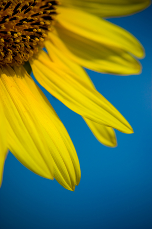 Close up of sunflower petals with blue sky in a sunny day.の写真素材