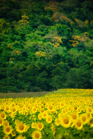 Shallow depth of field selective focus of sunflowers at sunflower field in a sunny day with the forest mountain in the background.の写真素材