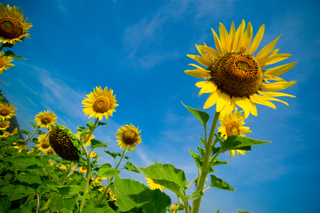 Abstract composition of sunflowers at sunflower field with blue sky in a sunny day.の写真素材