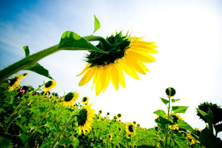 Abstract angel view of Sunflowers at sunflower field with blue sky in a sunny day.の写真素材