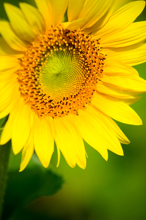 Close up sunflower with blurred background.の写真素材