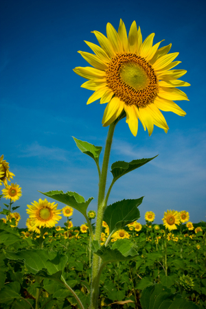 Sunflowers at sunflower field with blue sky in a sunny day.の写真素材