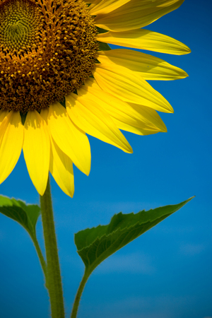 Close up and cropped of sunflower with blue sky in a sunny day.の写真素材