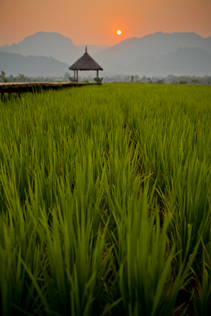 The rice cornfield at twilight sunset.の写真素材