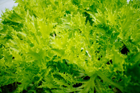 Close up of fresh green lettuce salad vegetable in the garden.