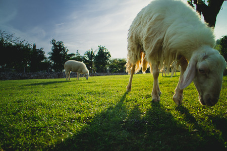 Sheep walking and eating grass in a field with backlit of sunlight and shadow.の写真素材